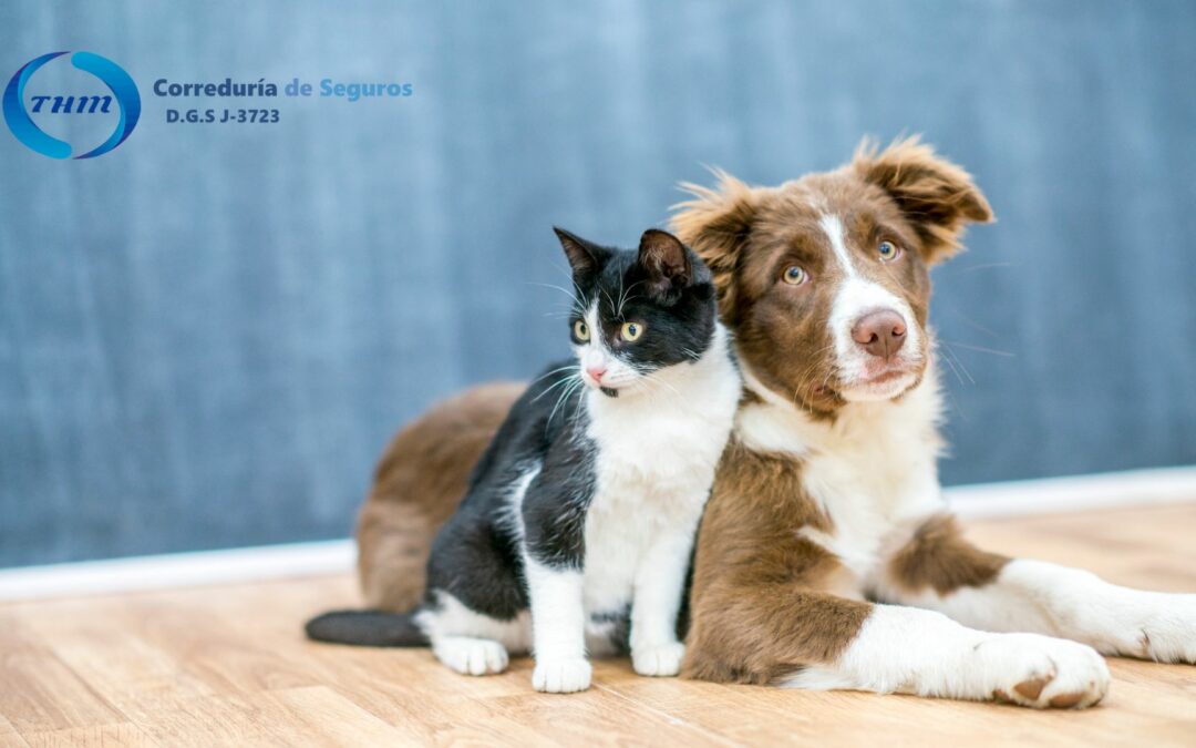¡Adelántate a la ley de bienestar animal con un seguro completo!
