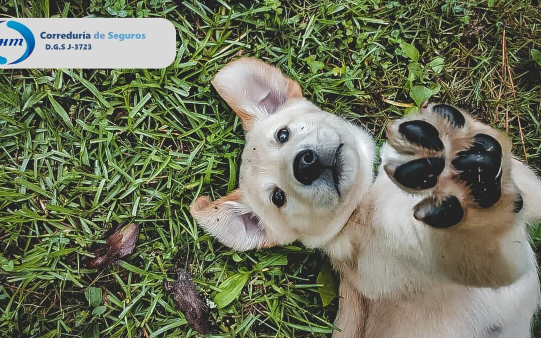 MI PERRO ESTÁ CUBIERTO POR EL SEGURO DE HOGAR, ¿PARA QUÉ ME SIRVE UN SEGURO DE MASCOTAS?