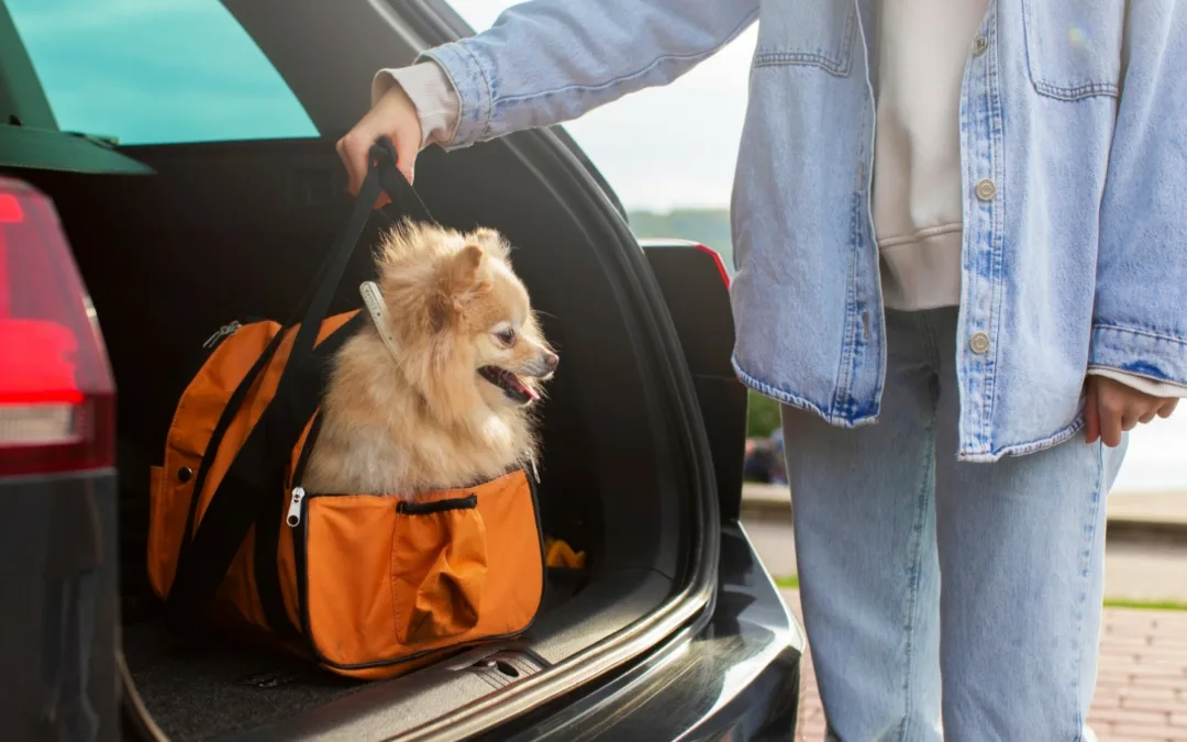 Baremo de Automoviles y viajar con mascotas